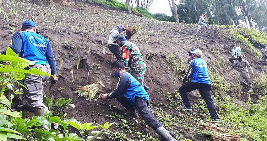 Forkopimda, Tagana dan Masyarakat Ngadisari Probolinggo Tanam Rumput Vetiver Antisipasi Longsor Jalur Bromo