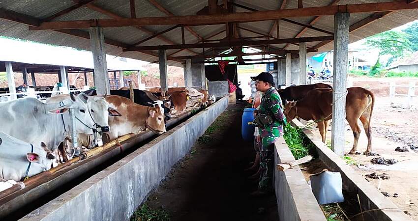 Program Seribu Sapi Mulai Digulirkan di Lumbang Probolinggo