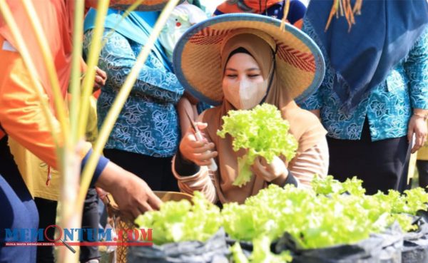 KWT Srikandi Kebonsari Kota Probolinggo Bagikan Hasil Panen untuk Bantu Penanganan Stunting